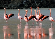 MG 5053 Flamingos, mating dance